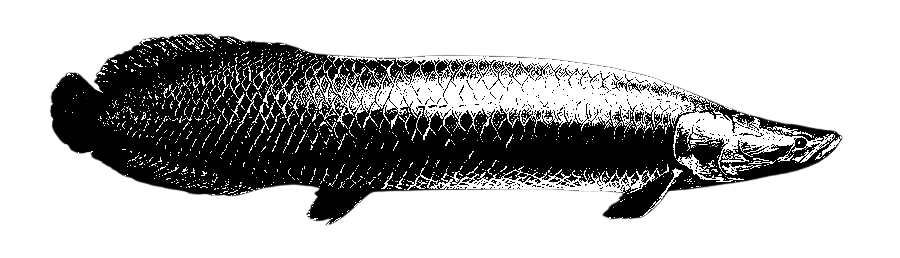 Other Snakehead Fishing Image