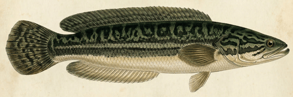 Giant Snakehead Image