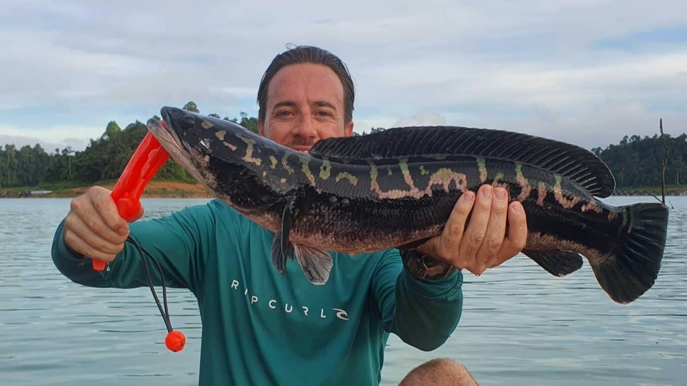 Giant Snakehead Channa micropeltes