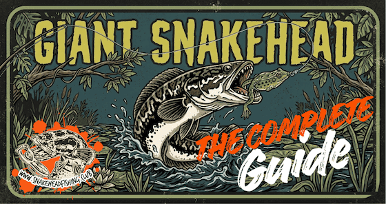 【選抜】P.'SnakeHead'#5(呼称) 中株 Giant Snakehead — The Complete Guide | SnakeheadFishing.Club